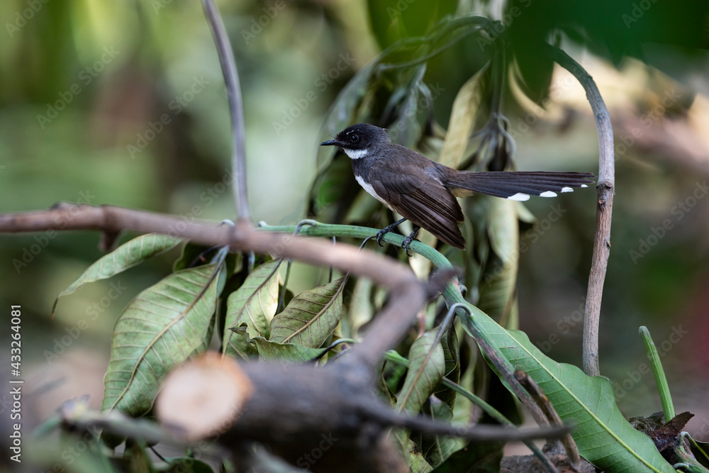 Fototapeta premium Sunda Pied Fantail