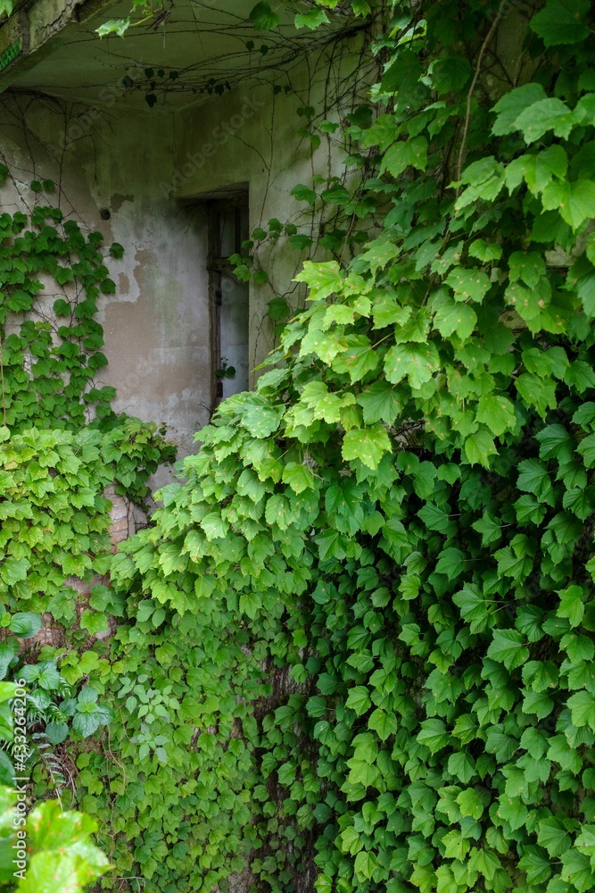 ivy covered wall ivy covered wall