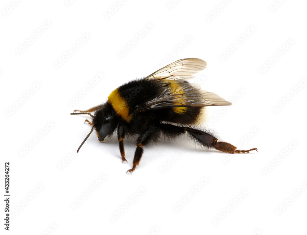 Buff-tailed bumblebee, Bombus, isolated on white Buff-tailed bumblebee, Bombus, isolated on white