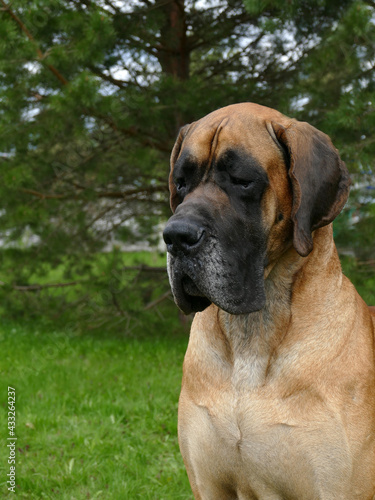 great dane close up portrait