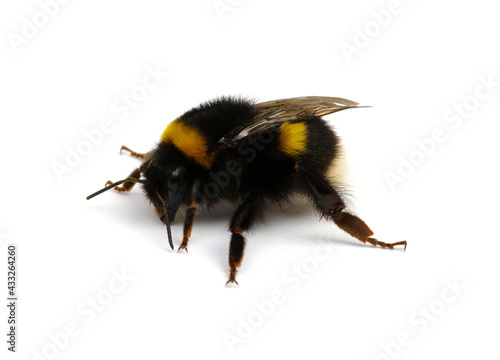 Bumblebee (Bombus) insect isolated on white