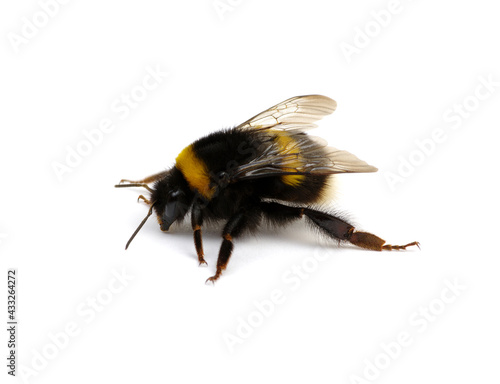 Tableau sur toile Buff-tailed bumblebee, Bombus, isolated on white