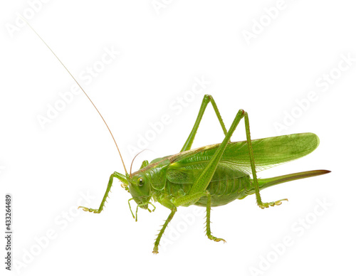 Green locust on white © Alekss