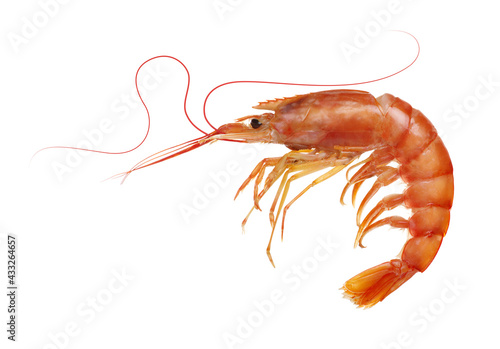  tiger shrimp isolated on white background