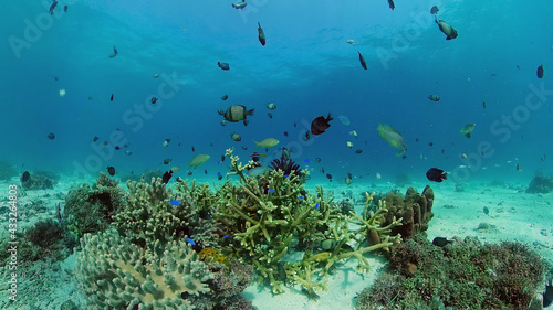 Tropical coral reef and fishes underwater. Hard and soft corals. Underwater video. Philippines.