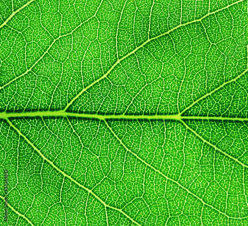 Green leaf texture macro closeup.
