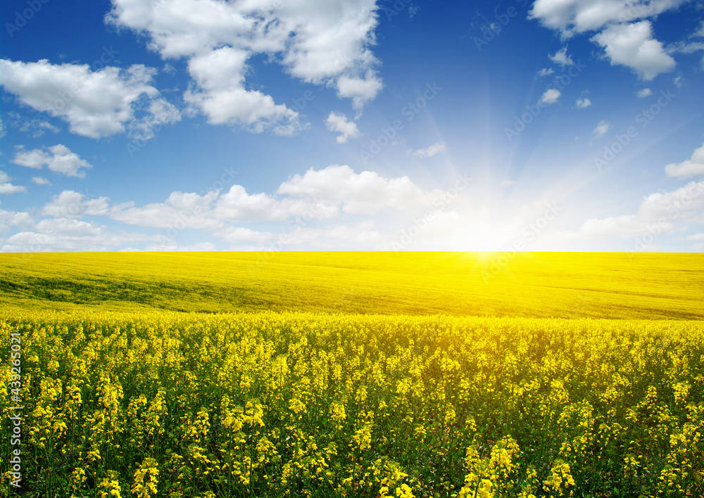 Fototapeta premium golden field on sky