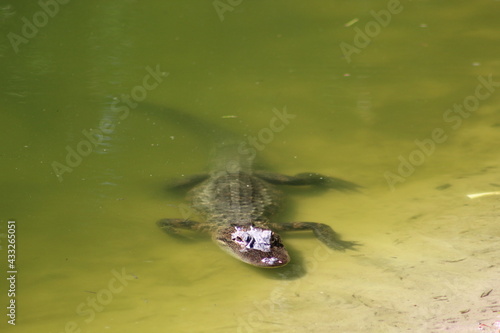 young alligator in a shallow pond