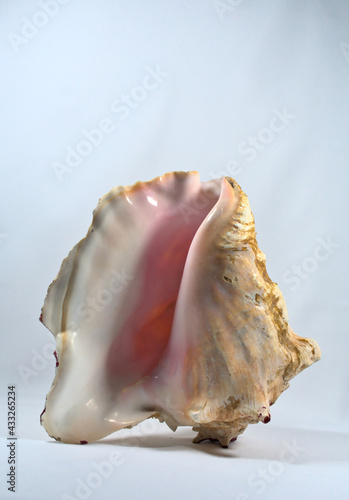 Giant pink conch shell standing upright