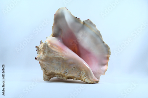 Giant pink conch shell lying down with white background