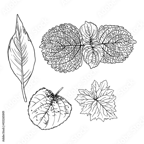 Domesticated home  and city forest seasonal leaves drawing set. Collections  of seasonal leaf. Floral design elements. Summer sale prints  vector.