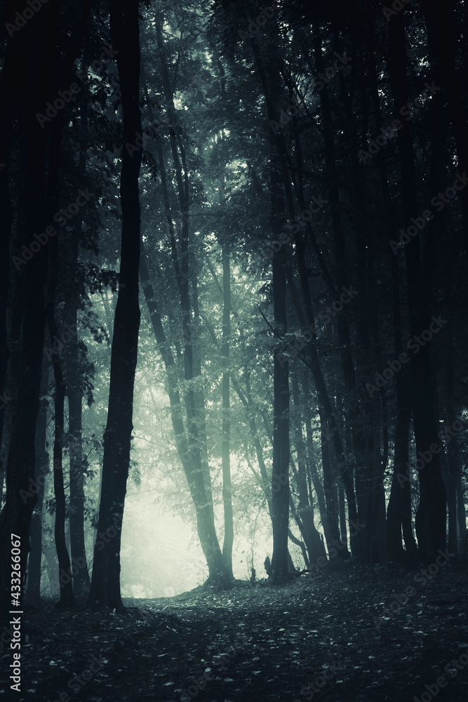Fototapeta premium dark sinister path in the woods
