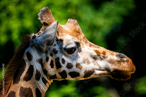 Photography Close-up of a giraffe animal head.