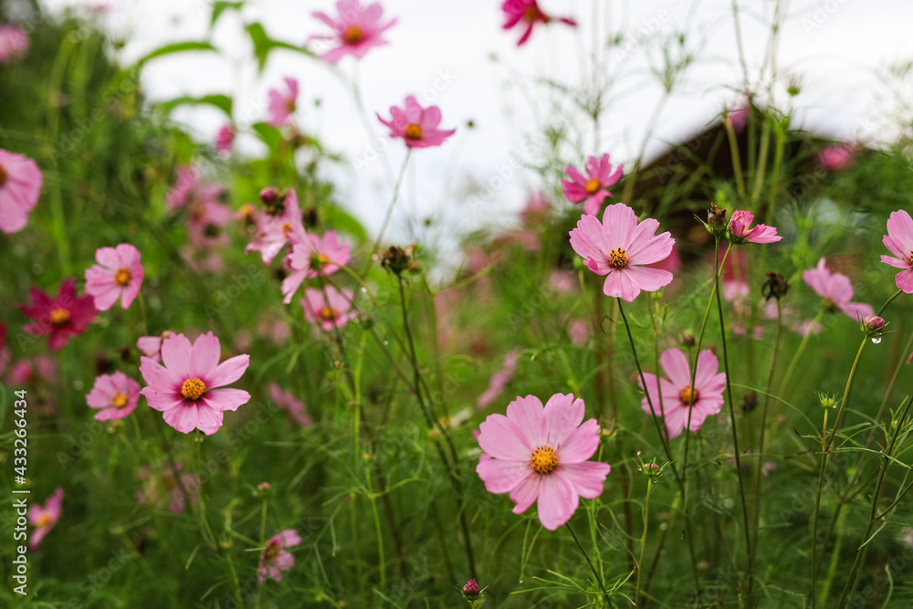 Fototapeta premium Beautiful pink cosmos flowers after the rain