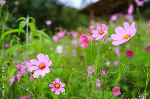 Beautiful pink cosmos flowers after the rain