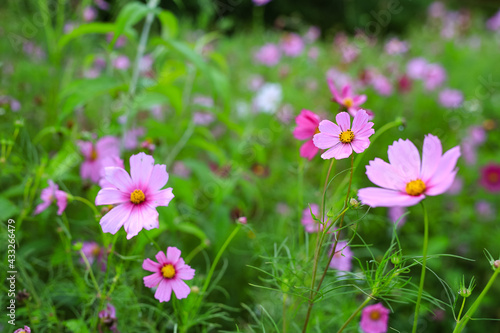 Beautiful pink cosmos flowers after the rain