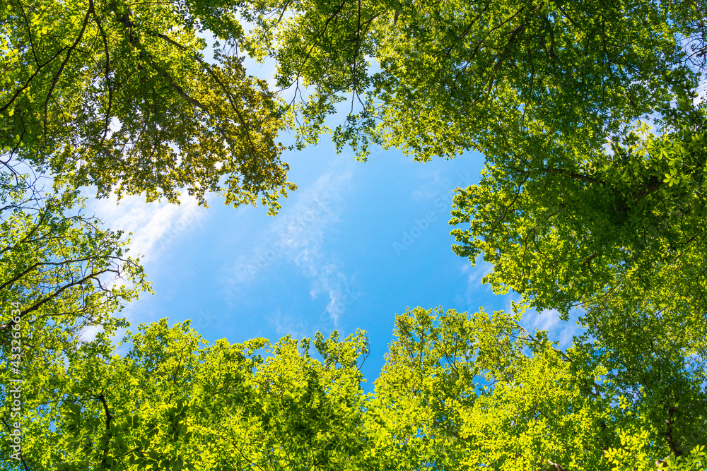 Trees in the green forest on blue sky background Trees in the green forest on blue sky background