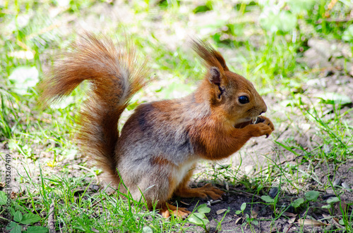 squirrel in the park