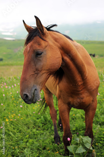 Close-up of a sad brown horse in the green grass of the Caucasian Nature Reserve. Vertical photo © Anna_Barynina