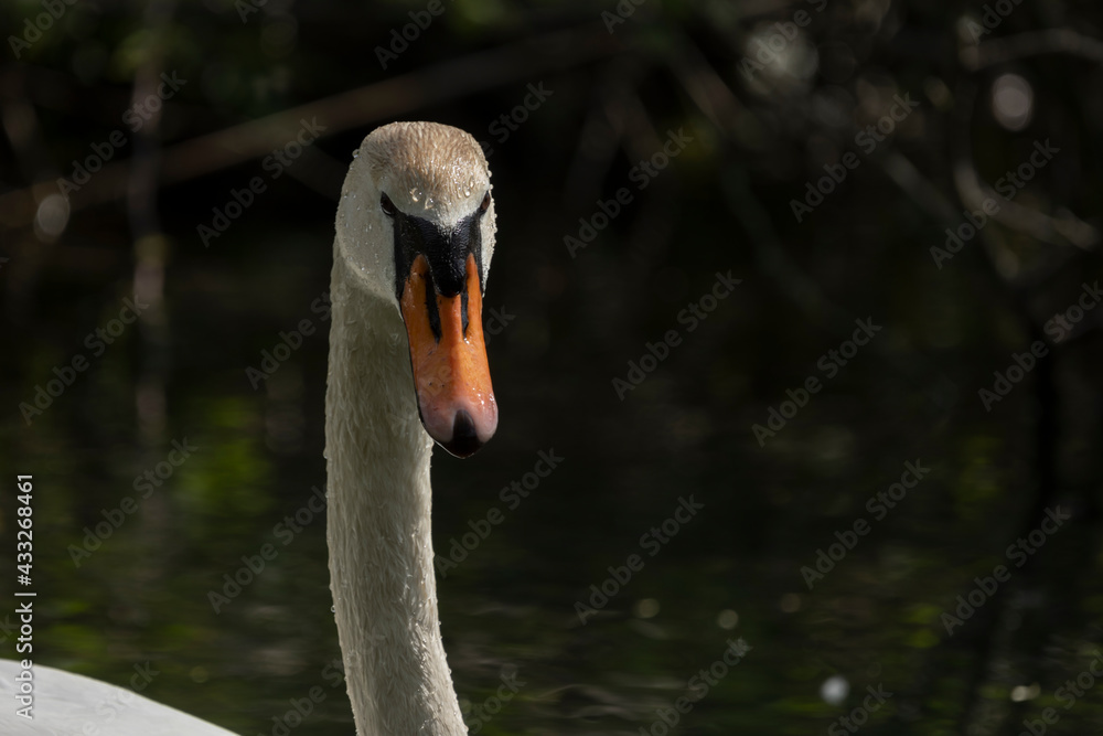 Fototapeta premium Swan