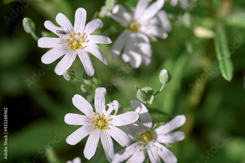 forest white flowers with insect on a blurred green grass background