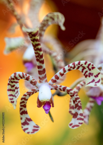 colourful Orchid closeup