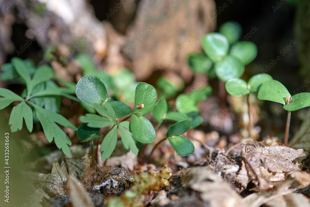 fresh green plants in the forest close-up on a background of brown trees and leaves fresh green plants in the forest close-up on a background of brown trees and leaves