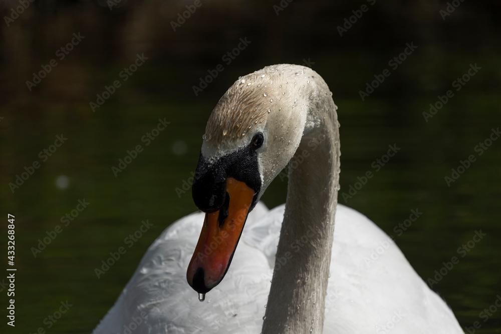 Fototapeta premium Swan