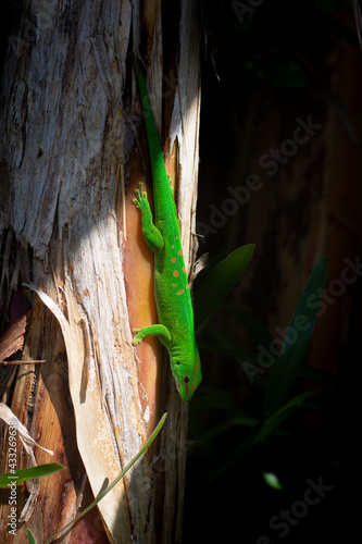 Madagascar day gecko standing on a banana tree under the sun