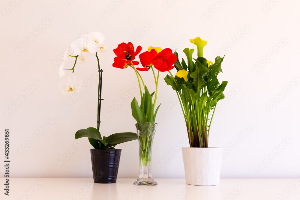 Still life with potted white orchid, red tulips in vase and golden arum on plain cream background