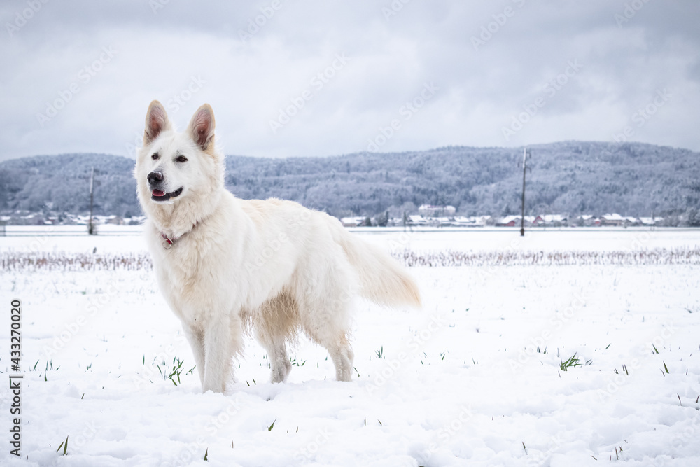 White Swiss Shepherd Dog on snow in winter. Adult berger blanc breed.