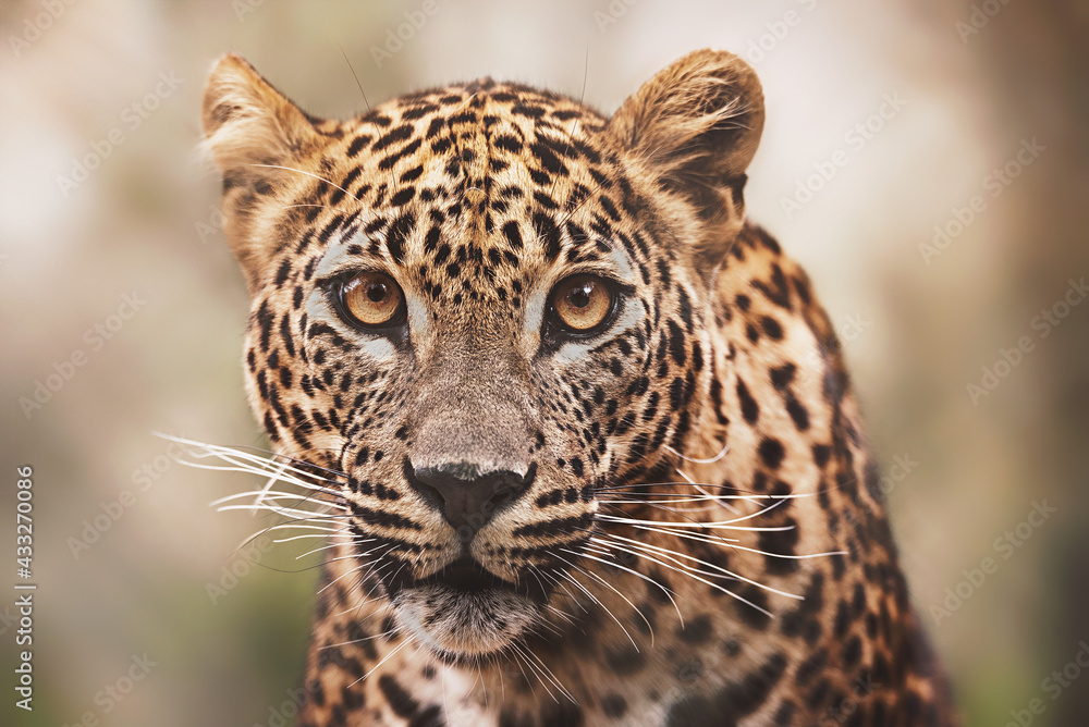 Ceylon leopard Ceylon leopard