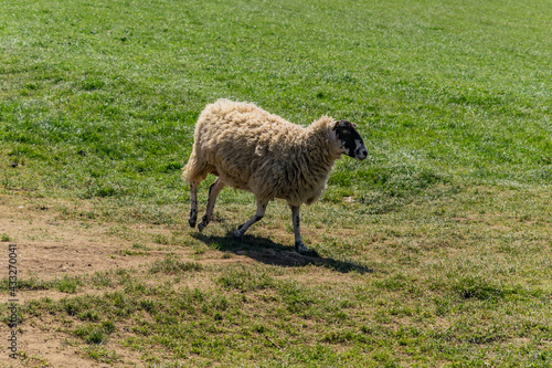 Φωτογραφία Wooly Romanov sheep grazing in the field