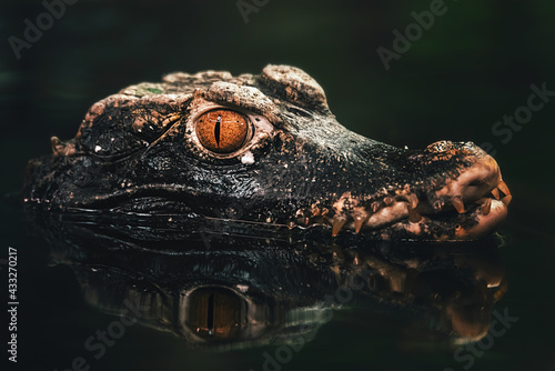 Dwarf crocodille