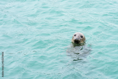 Seal in the Water © Tim Easley