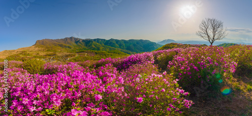Park scenery at South Korea's Hwangmaesan Mountain in spring