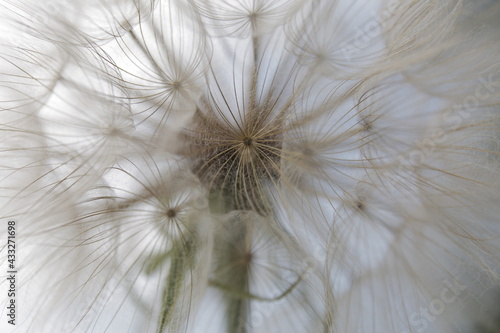 White fluffy dandelion flower on gray sky background