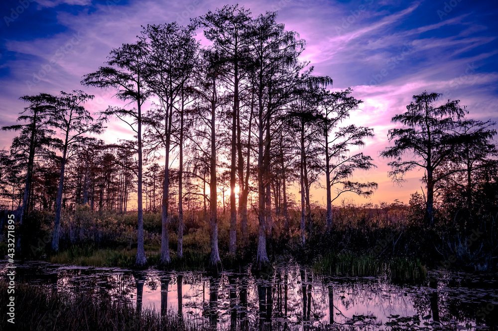 Fototapeta premium Pink and purple swamp sunset.