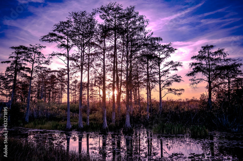 Pink and purple swamp sunset.