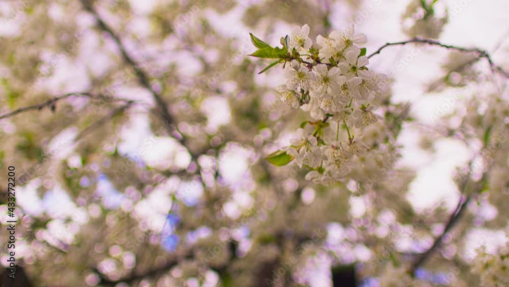 Close up of flowering tree branches in windy weather in springtime. Portrait of tree branches with sprouts on background of cloudy sky. Close up of flowering tree branches in windy weather in springtime. Portrait of tree branches with sprouts on background of cloudy sky.