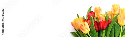 Bouquet of yellow and red tulips isolated on white background. Spring and summer backdrop. Mother's day, Easter and seasonal holiday. Banner
