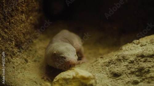 The Cape mole-rat cub makes its way into a burrow underground. Close-up shot.