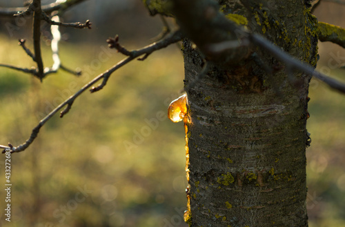 Formation of resin from the juice of a cherry tree.The tree was affected by insect parasites
