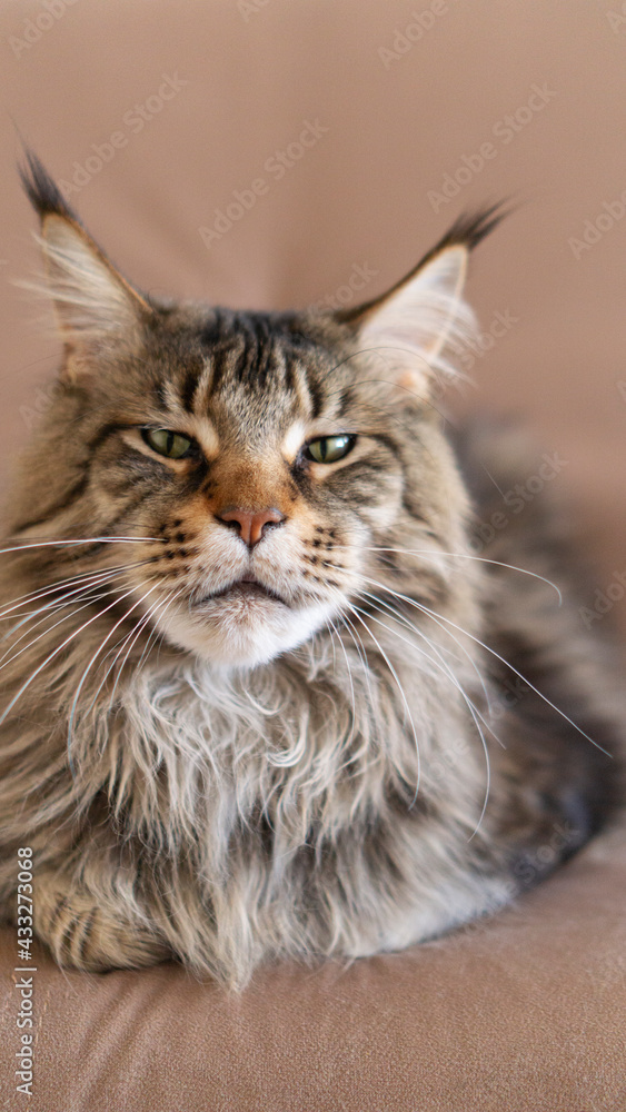 Obraz premium vertical portrait of beautiful big adult Cat maincoon sitting on the beige couch photo with copy space
