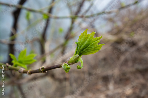 Wallpaper Mural budding tree Torontodigital.ca