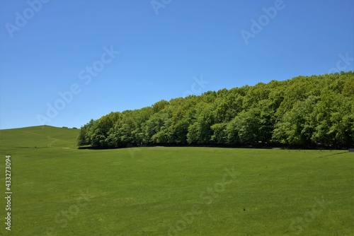 landscape with the edge of a green forest
