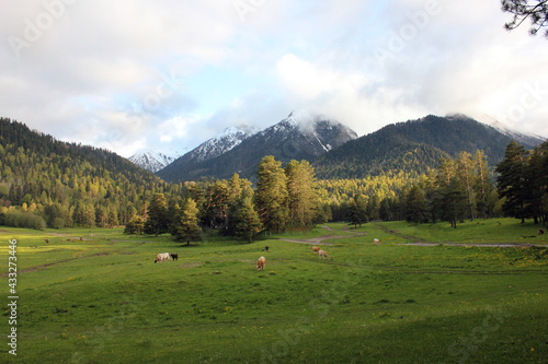 Beautiful panoramic view of rural alpine landscape with cows grazing in fresh green meadows neath snowcapped mountain tops on a sunny day.