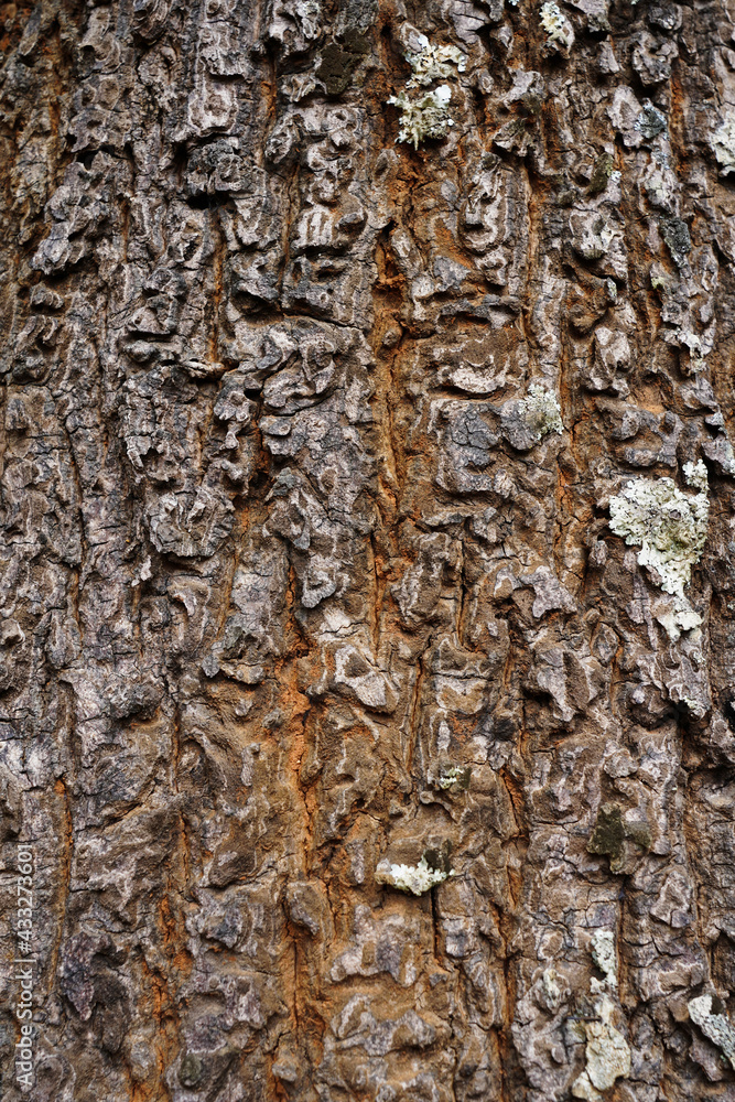 Pine skin tree texture fo pattern background. Pine skin tree texture fo pattern background.