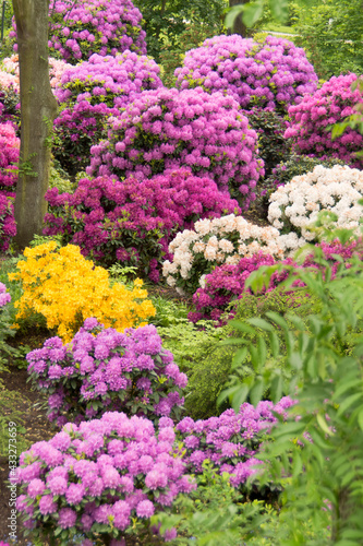 Fototapeta Naklejka Na Ścianę i Meble -  A garden with Rhododendron flowers