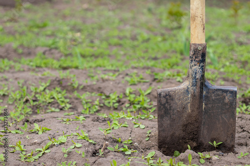 A shovel with a wooden handle stands in the ground. Digging a vegetable garden and gardening in the summer season.
